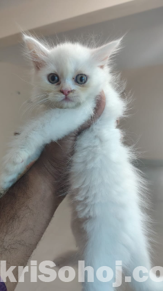 Pure Persian